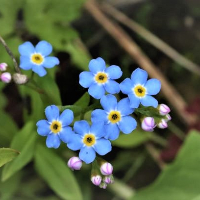 Bjørn Knut Johan Seim