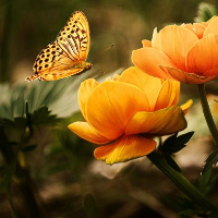Yngvar Reinholdt Wernersen