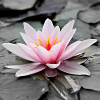 Aud Johanne Gustavsen